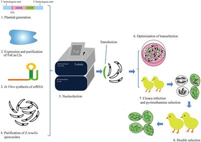 FnCas12a/crRNA-Mediated Genome Editing in Eimeria tenella